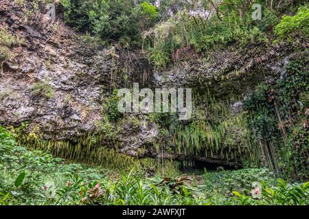 Kamokila Village, Kauai, Hawaii, USA. - 16. Januar 2020: Pflanzen wachsen vor der Ferngrotte, die von grünem Schwertfarn, Bäumen und Pflanzen unten versteckt ist Stockfoto