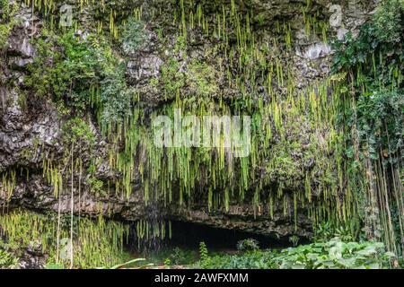 Kamokila Village, Kauai, Hawaii, USA. - 16. Januar 2020: Nahaufnahme der Ferngrotte, versteckt durch grünen Schwertfarn, Bäume und Pflanzen unten am grauen Felsen Stockfoto