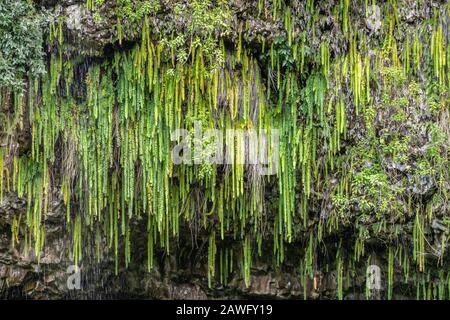 Kamokila Village, Kauai, Hawaii, USA. - 16. Januar 2020: Nahaufnahme von Schwertfarnen, die zusammen aus nassen dunkelgrauen Felsen von Klippen hängen. Stockfoto