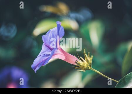 Lila Morgenglorblume auch bekannt als Ipomoea nil 'Opa Ott' Stockfoto