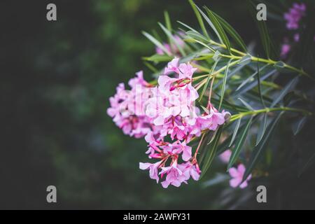 Nerium-Oleander-Strauch in Blüte, allgemein bekannt als Oleander Stockfoto