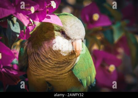 Mönch Sittich schaute auf die Kamera unter Bougainvillea Blumen Stockfoto