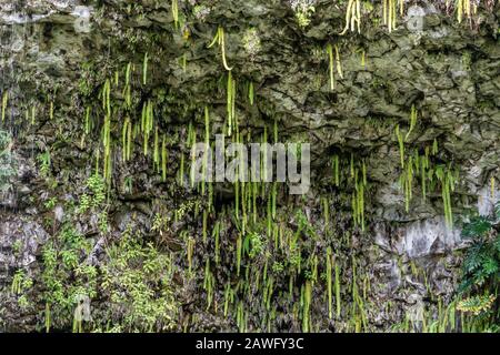 Kamokila Village, Kauai, Hawaii, USA. - 16. Januar 2020: Nahaufnahme von Schwertfarnen, die an nassen dunkelgrauen Felsen von Klippen hängen. Stockfoto