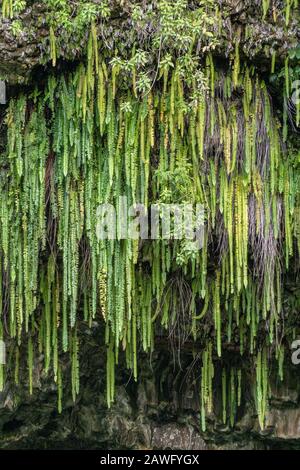 Kamokila Village, Kauai, Hawaii, USA. - 16. Januar 2020: Nahaufnahme der Gruppe der Grünschwertfarne hängen von einer Felswand. Stockfoto