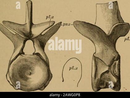 Katalog der fossilen Reptilien und Amphibien im British Museum (Naturgeschichte) .. Von Richard Lydekker .. . hes entweder sehr kurz oder modisch-kürzlich länglich. Dorsale Zentra kurz. Im Brustgürtel (wenn bekannt) ähneln die Scapulae denen von Plesiosaurus, Butthe Omosternum, bestehend aus einer großen Einzelplatte, viel weitflächig, mit einer breiten und flachen vorderen Kerbe. Im Becken (wenn bekannt) das Ischium des vergleichsweise kurzen Plesiosaurus. Humerus länger oder kürzer als Femur, und distalyartikulierend nur mit dem Radius und der Ulna, die länglich und durch getrennt sind Stockfoto