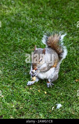 Östliches graues Eichhörnchen (Sciurus carolinensis) auf Grasrasen, das eine Erdnuss isst Stockfoto