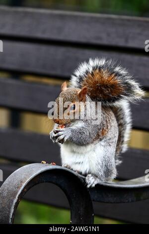 Ostgraues Gleithörnchen (Sciurus carolinensis), das auf einer Parkbank sitzt und eine Erdnuss isst, Tonbridge, Kent Stockfoto