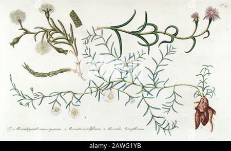 Handgemalte botanische Studie der Pflanzenanatomie aus Fragmenta Botanica von Nikolaus Joseph Freiherr von Jacquin oder Baron Nikolaus von Jacquin (gedruckt 1809 in Wien) Stockfoto