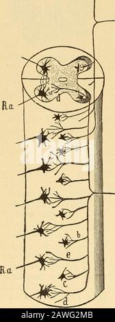 Erkrankungen des Nervensystems .. . f das erste Motoneuron im Nervus spinalis (Abb. 40) zwischen Wirbelkanal und Peripherie, wo er sich trennt. T ^^ i^^^ ^ von der Motorfaser und reicht bis zur Haut   -K-p und den anderen Organen, die der Sinnesnerv   -   versorgt. Nach Bildung eines dichten Netzes in der Cutis durch die Teilung und Verzweigung von Itsfasern endet es in verschiedenen Endgeräten (die hier nicht Idc-weiter beschrieben werden müssen(Abb. 29). Der zentrale Prozess (Abb. 29) innerhalb der posterioren Wurzeln geht es zum Rückenmark über. Weshall verfolgt nun den etwas komplizierteVerlauf dieser se Stockfoto