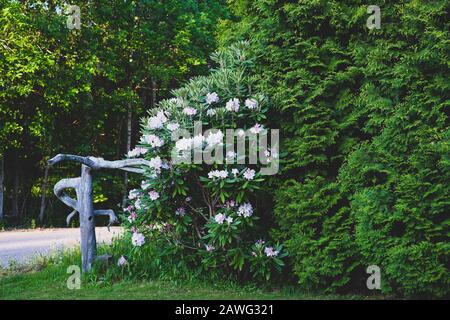 Garten im Innenhof. Weiße Blumen inmitten üppiger Pflanzen Stockfoto