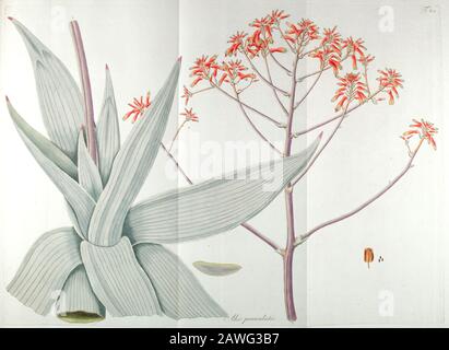 Handgemalte botanische Studie einer Pflanzenanatomie der Aloe paniculata (Coral aloe) aus Fragmenta Botanica von Nikolaus Joseph Freiherrn von Jacquin oder Baron Nikolaus von Jacquin (gedruckt 1809 in Wien) Stockfoto