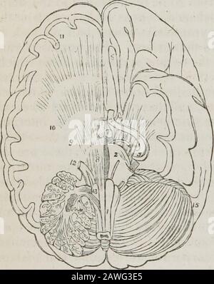Ein System der menschlichen Anatomie, allgemein und speziell . g die Säulen der ME-dulla oblongata haben eine besondere Anordnung, den Oberkörper zu erreichen, die der Korpora pyramidalia und olivariaenter der pons Varolii, und werden durch den Cruracerebri, Thalami optici verlängert, Und corpora striata zu den zerebralen Hemi-Sphären; aber die der cor-Abb. 168.* pora restiformia werden rückwärts in die Kleinhirnrinde reflektiert und bilden ihre minderwertigen Peduncles.Von diesem Kurs aus, und verbreiten sich, während sie ad-vance, diese Fasern von Gall die Divergingfasern entermed haben. Während der Situation Stockfoto