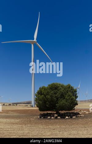 Schafe, die unter einem Baum vor der Sonne schützen, während Windkraftanlagen Strom auf einem Windpark in South Australia erzeugen Stockfoto