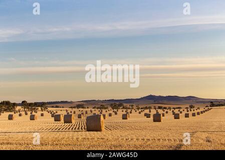 Gerolltes geerntetes Heu, das auf dem Farmers Field liegt, kann in der Nähe von Jamestown South Australia abgeholt werden Stockfoto