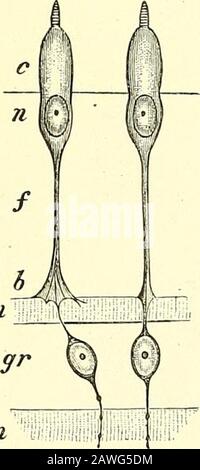 Quains Elemente der Anatomie . d-Fasern), die sich von den inneren Enden der Stäbe an den Membranalimitans externa durch die Dicke dieser Schicht bis zur äußeren Molekularschicht erstrecken. Diese Vergrößerungen, von denen es nur eine Toa-Faser gibt, die an einem beliebigen Teil ihres Verlaufs platziert sind, sind jeweils von einem elliptischen Kern besetzt und weisen im frischen Zustand ein wieder markierbares, quergestreiftes Aussehen auf (Henle). Die stark refraktingierende Substanz, die hauptsächlich die Vergrößerung zusammenfasst, wird durch Bänder oder Scheiben eines klareren, weniger reFI wirkenden Materials unterbrochen, normalerweise zwei Innumber, eine auf jeder Seite des mittleren lin Stockfoto