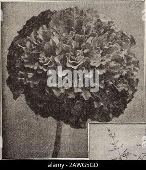 Dreer's 72. Jahreausgabe Gartenbuch : 1910 . Marigold, Orange Prince. Zwei mag^nificentMarigolds. Die beiden Sorten ofiedten unter * re die feinsten der! Großer afrikanischer Typ und wuchs ca. 2^ Fuß hoch, mit ununterbrochener Folge von Erdsommern bis hartem Frost große und perfekt doppelte Blumen. 3084 Orange Prince, riesig groß, von tiefem Gold-orange. 15 St. pro St. 3085 Lemon Queen. Immensedouble Blumen, in Farbe ein softzitronengelb, was einen Finecontrast zum reichen Orange der vorhergehenden bildet. 5 St.,- Ein Pkt, jeder der oben genannten für 25c Stockfoto