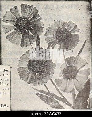 Dreer's 72. Jahreausgabe Gartenbuch : 1910 . Bright Geranium-Red Single Pink Vesuv, das in Farben illustriert und auf Seite 54 angeboten wird. Die hübsch fringiden Doppelblüten sind ca. 2 Zoll breit und werden dank ihrer intensiven, schillernden Farbe sicher zu einem großen Favoriten. 20 cts. Pro Pkt.; 3 pkt., 50 cts. GERBERA JAIWIESONI HYBRIDA. 2537 neue Hybriden der Scarlet Transvaal Daisy, farblich variiert durch alle Schattierungen von Gelb, Rot, Rose, Lachs, Scharlach und Karmson bis Violett. Zusätzlich zu den oben durch künstliche Kreuzung erzeugten Farben, sind die Blumen dieser neuen Hybridare l Stockfoto