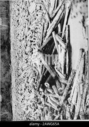 Die Universität in Overalls; ein Plädoyer für ein Teilzeitstudium. Frauen, Lehrer, Literatur, Kunstwerke, Unterhaltung und andere Anreize. Es scheint unglaublich, aber es ist immer weniger wahr, dass Unternehmer und andere Arbeitgeber in Grenzarbeit praktisch eine freie Hand haben, die unbestimmt ist, wie lange und unter welchen Bedingungen ihre Mitmenschen toben sollen. Obwohl die langen Stunden ein Übel sind, ist das größere Übel die Ungläubigkeit, wenn man von der Arbeit abgeht. Das urgentste Bedürfnis ist intellektuelle Beschäftigung und Unterhaltung, wenn man nicht mit manuellen Laboirs beschäftigt ist. Es ist die Art und Weise, wie unsere Freizeit verbracht wird, ob als natio Stockfoto