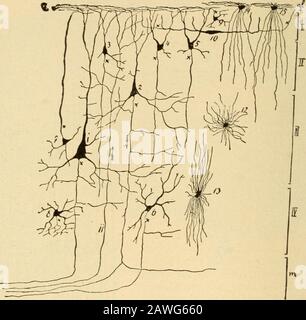 Erkrankungen des Nervensystems .. . 64 HISTOLOGIE DES ZENTRALNERVENSYSTEMS Hier nehmen sie an jener Projektionsfaser sysfeni Teil, die von den Allseiten der Großhirnrinde auf jede Hemisphäre übergeht, genauso wie die sogenannte Fibrilla-. Abb. 59.-EINE Teilweise Gramatische Darstellung des Cortex des Großhirns Nach Dem Färben mit Silber. /, Molecular Layer; II, kleine pyramidenförmige Kollen; ///, große pyramidenförmige Zellen; IV, polymorphe Zellsmit medullärer Schicht. (Nach Obersteiner.) die Radiata der Korona geht in die kaudal gelegenen Hirnareale über(Abb. 61 und 62). Während ein großer Teil des s Stockfoto