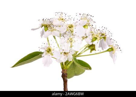 Stamm mit Blättern und Blumen eines vor weißem Hintergrund isolierten asiatischen Birnbaums (Pyrus pyrifolia) Stockfoto