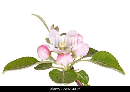 Offene Blüte, zahlreiche Knospen und neue Quellblätter eines vor weißem Hintergrund isolierten apfelbaums (Malus domestica) Stockfoto