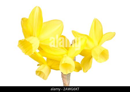 Stamm mit vier gelben Blumen eines Narzissus triandrus daffodil Hybrid-Kultivars isoliert vor weißem Hintergrund Stockfoto