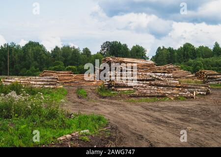 Holzstämme im Wald. Gehackte Baumstämme stapeln sich. Naturlandschaft. Holzhaufen Stockfoto