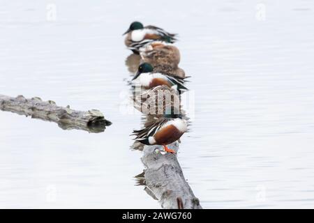 Nördliche shoveler-ente bei Delta BC Canada Stockfoto