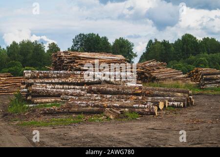 Holzstämme im Wald. Gehackte Baumstämme stapeln sich. Naturlandschaft. Holzhaufen Stockfoto
