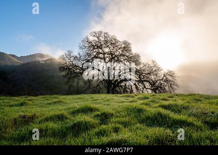 Morgennebel über dem Mount Diablo State Park Stockfoto