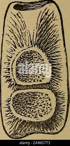 Katalog der fossilen Reptilien und Amphibien im British Museum (Naturgeschichte) .. Von Richard Lydekker .. . Stockfoto