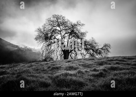 Morgennebel über dem Mount Diablo State Park Stockfoto