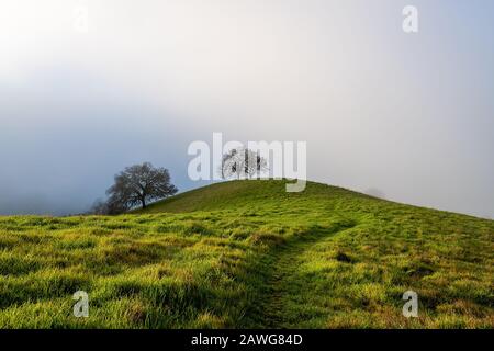 Morgennebel über dem Mount Diablo State Park Stockfoto