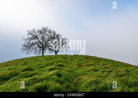 Morgennebel über dem Mount Diablo State Park Stockfoto