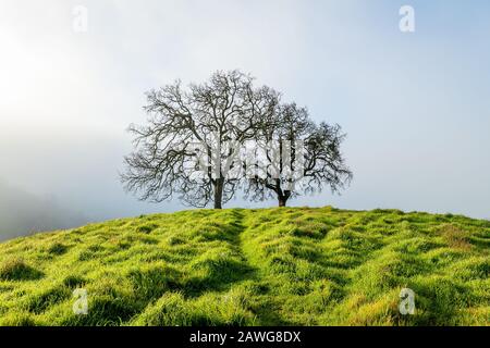 Morgennebel über dem Mount Diablo State Park Stockfoto