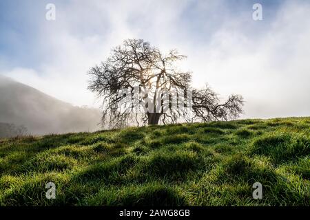 Morgennebel über dem Mount Diablo State Park Stockfoto