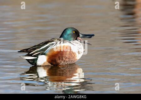 Nördliche shoveler-ente bei Delta BC Canada Stockfoto