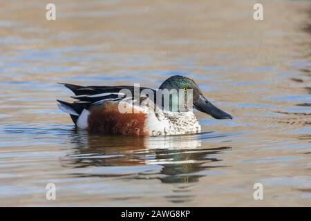 Nördliche shoveler-ente bei Delta BC Canada Stockfoto