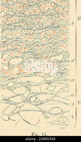 Traité d'Anatomie humaine. S grosses artères (Abb. 84, B), présenteexactement les mêmes éléments que dans les Coupe longitudinale de laorte thoraciqueartères de moyen Caliber: Éléments muscu- de lhomme [schématique] Laires, éléments élasticjUeS, éléments COnjOnC- a, tuureposque interne, avec. L.endothum. -,. 1, • 1, ^i r s&gt;ir sa vitrée: 2. endartère comprenant : 2 et 2. TlIS. Mais tandis que, dans celles-ci, 1 élément étage interne et étage eiteme de la couche mu-,.-,. -j^t i 1 Queuse; 3, couche striée. - B. tunique movenne, contractile 1 emporte manifestement sur les iJvec: Stockfoto