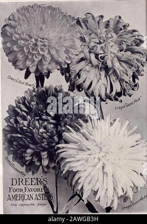 Dreer's 72. Jahreausgabe Gartenbuch : 1910 . DREERS BrilliantDIANTHUS orAnnual Pinks Siehe gegenüberliegende Seite. PFoorjavori Siehe o/i>^OSS/t& ^a^e^ Stockfoto