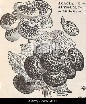 Dreers Herbstkatalog: 1899 Birnen Pflanzen, Samen usw. bei ihnen schätzen sie ihren Wert. Kein Bauer kann es sich leisten, diesen Herbst eine gründliche Prüfung zu verpassen. 10 cts. Pro lb.; 10 lbs., 90 ct&lt;; pro Buchse. (50 lbs.), . 400 US-Dollar; pro 100 lbs., 7,50 US-Dollar Wintervetches oder Unkraut (Vicia villosa). Auch S.md oder Hairy Vetch genannt. Anothervaluable Forage Plant, die im September gesät werden sollte, zusammen mit Rye, die Servesas als Stütze. Es ist in allen Teilen des Landes sehr hart, bleibt den ganzen Winter grün und ist vier Wochen früher völlig gereift als Scarlet Clover; es kann also h sein Stockfoto