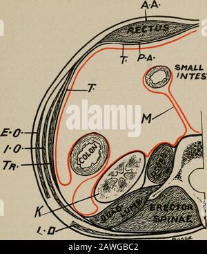 Operative Chirurgie, für Studenten und Praktiker. Lique, um die konische Sehne zu bilden, die auf dem Scheitel des Pubes hinter dem äußeren Ringring befestigt ist. Unter dem Musculus transversalis findet sich die Fascia tetransversalis, die die gesamte Innenfläche der ab-domen säumen. Der Pectus ist ein langer, flacher Muskel, der die Vorderseite des Abdomens besetzt, einer auf beiden Seiten der Mittellinie, der Linea alba zwischen ihnen. Oben sind die Rektusmuskeln breit und an den carti-lagen der fünften, sechsten, siebten und achten Rippen und an den Seiten der empfindlichen Knorpelform befestigt. B. Stockfoto