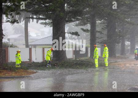 Palm Beach, Sydney, 9. Februar 2020. Lokale Feuerwehr entfernt umgestürzten Baum. In Palm Beach, Sydney, Australien Kredit: martin Beere/Alamy live News. Stockfoto