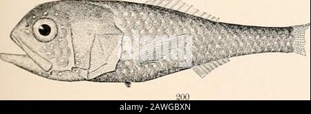 Ozeanische Ichthyologie, eine Abhandlung über die Tiefsee- und Pelagischen Fische der Welt, die hauptsächlich auf den Sammlungen der Dampfer Blake, Albatross und Fish Hawk im Nordwesten des Atlantiks basiert, mit einem Atlas, der 417 Figuren enthält. Stockfoto