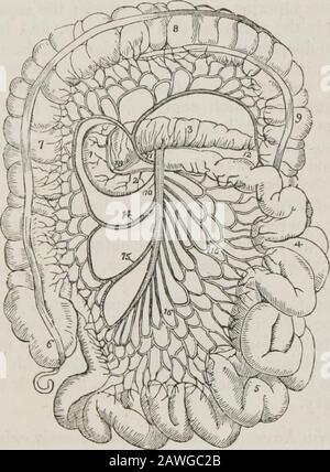 Ein System der menschlichen Anatomie, allgemein und speziell . Extremität der Splenarterie und ihrer endlichen Äste, zwischen den Schichten des gastrosplenischen Omentums, bis zum großen Ende des Magens, auf den sie verteilt sind, und inoskuliert mit einem Branchesder Magenarterie und Magenepiploica sinistra. Die Gastro-epiploica sinistra scheint die Fortsetzung der thesplenischen Arterie zu sein; sie geht von links nach rechts, entlang der großen Kurve des Magens, zwischen den Schichten des großen Omentums liegend, und inoskuliert mit der Magenepiploica dextra. Sie wird auf die größere Kurve der n verteilt Stockfoto
