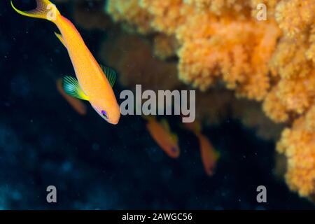 Sea goldie, Pseudanthias squamipinnis (Peters, 1855). Kushimoto, Wakayama, Japan Stockfoto