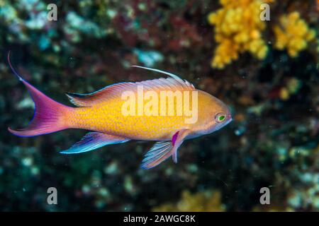 Sea goldie, Pseudanthias squamipinnis (Peters, 1855). Kushimoto, Wakayama, Japan Stockfoto