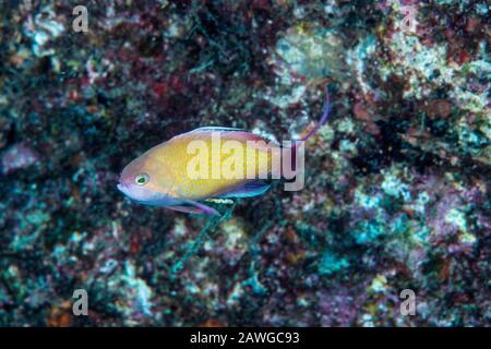 Sea goldie, Pseudanthias squamipinnis (Peters, 1855). Kushimoto, Wakayama, Japan Stockfoto