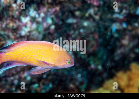 Sea goldie, Pseudanthias squamipinnis (Peters, 1855). Kushimoto, Wakayama, Japan Stockfoto