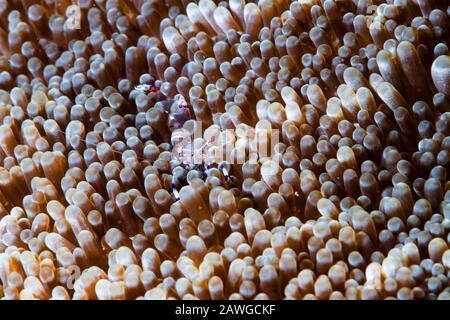 Holthuis Anemongarnelen, Ancylomenes holthuisi (Bruce, 1969), Kushimoto, tanzen auf einem großen Meeresanemon. Wakayama, Japan Stockfoto